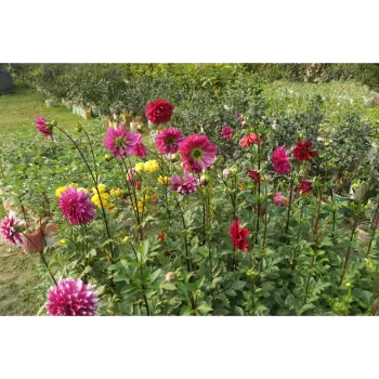 Dahila Plants 
